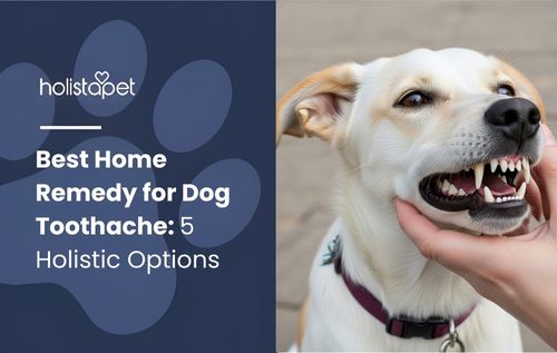 Dog baring its teeth as a hand pets its head, representing signs of a dog toothache