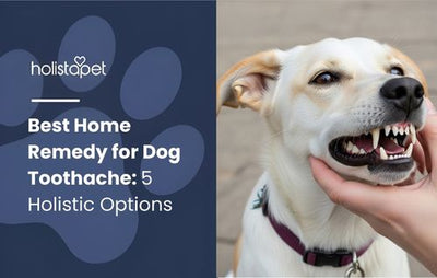 Best Home Remedy for Dog Toothache: 5 Holistic Options