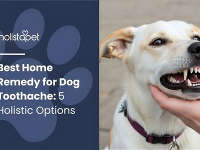 Best Home Remedy for Dog Toothache: 5 Holistic Options
