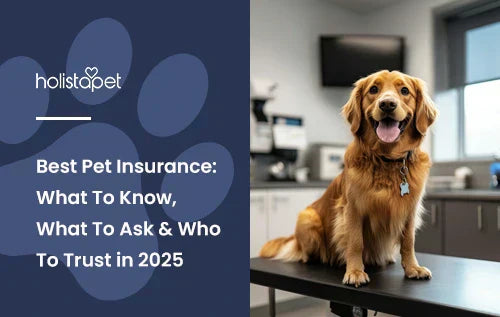 A golden retriever sitting on a vet's table.
