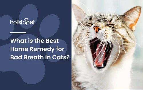Tips on how deal with cat's bad breath