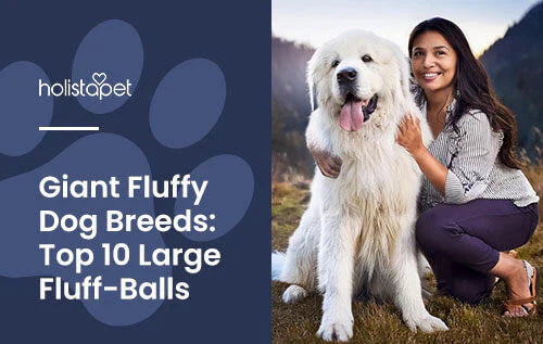 Top 10 large and fluffy dog breeds for you!