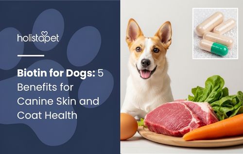 A dog looks at biotin-rich foods for dogs, including meat, an egg, and greens, with an inset of biotin capsules