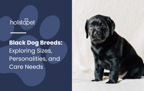 Black Dog Breeds  featured blog image by Holistapet. a black dog sitting outdoors, highlighting its coat and posture.