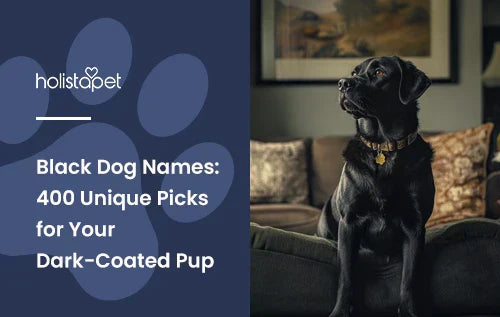 A black lab sitting down in a living room.