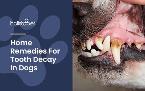 tooth decay in dogs remedies