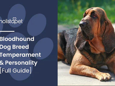 Bloodhound Dog Breed Temperament & Personality [Full Guide]