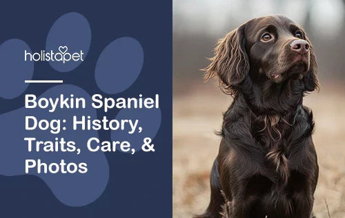 Boykin Spaniel featured blog image by Holistapet. Shows a chocolate brown Boykin Spaniel sitting outdoors on a foggy day. 