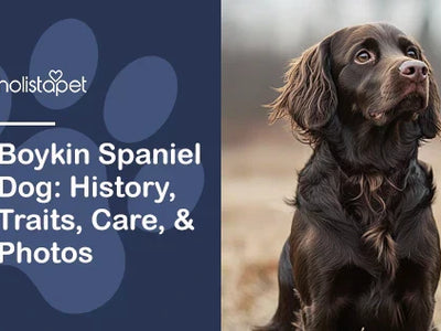Boykin Spaniel Dog: History, Traits, Care, & Photos