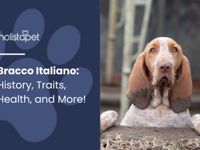 Bracco Italiano: History, Traits, Health, and More!