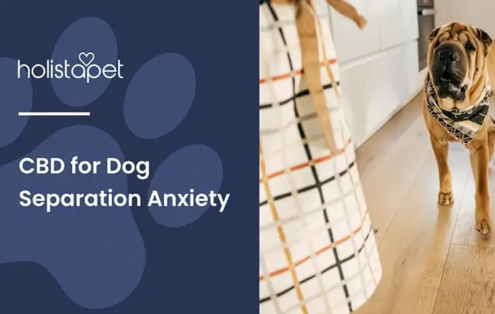 CBD for Dog Separation Anxiety (featured blog image by HolistaPet. Show a dog alone with a nervous look on its face.
