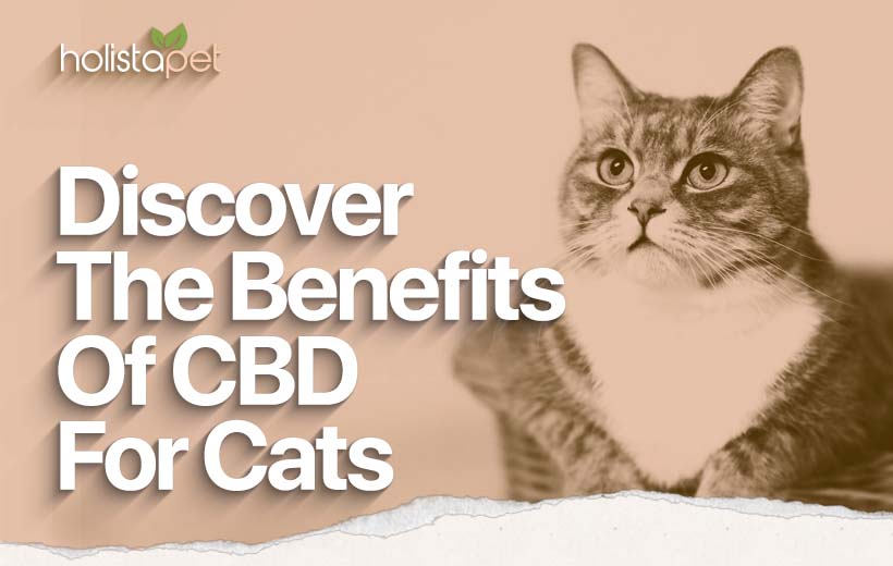 Is CBD Safe For Cats? - Holistapet