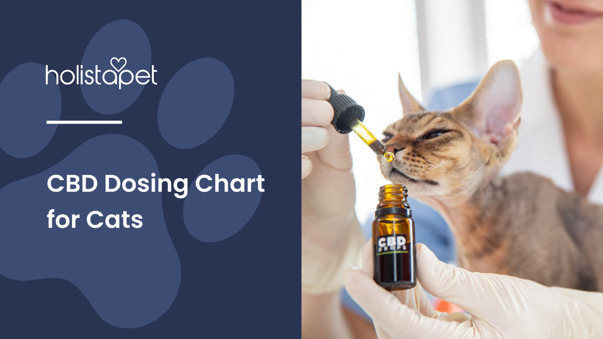 CBD Dosing Chart for Cats (featured blog image by Holistapet) shows a cat sniffing CBD oil from a dropper
