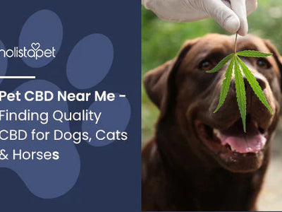 Pet CBD Near Me - Finding Quality CBD for Dogs, Cats & Horses