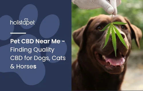 Quality CBD for Pets
