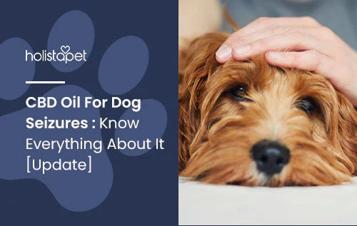 Using CBD oil for dog seizures
