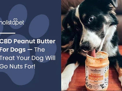 CBD Peanut Butter For Dogs — The Treat Your Dog Will Go Nuts For!
