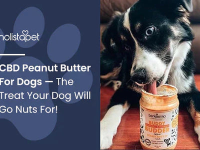 CBD Peanut Butter For Dogs — The Treat Your Dog Will Go Nuts For!