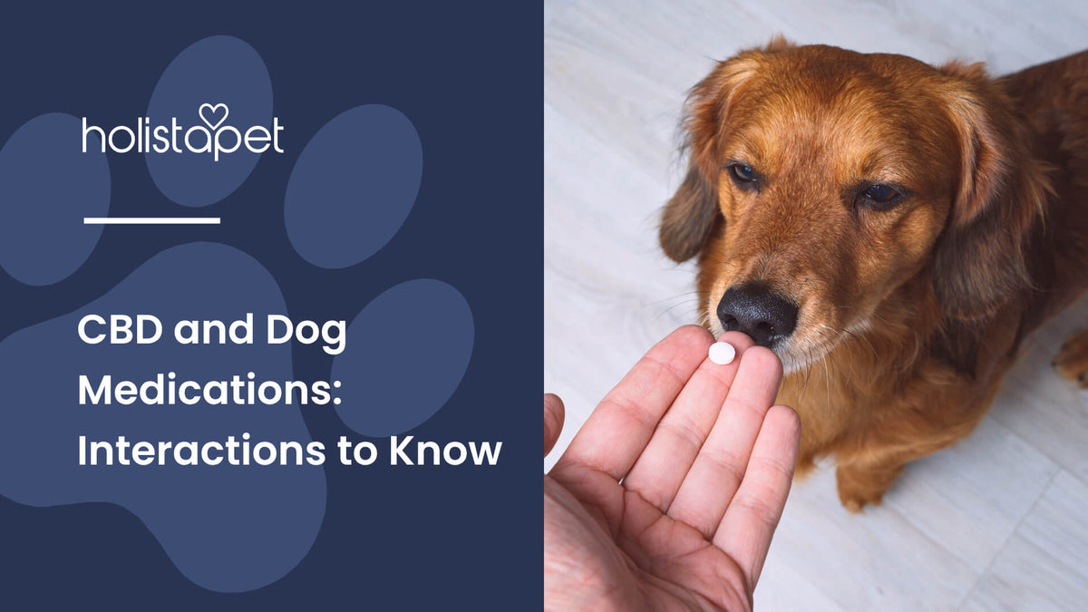 CBD and Dog Medications (featured blog image by Holistapet) shows a person giving a pill to a brown Dachshund