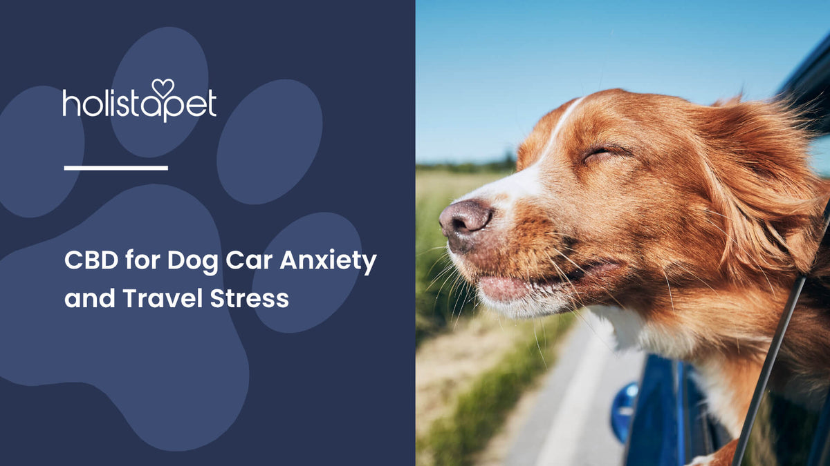 CBD for Dog Car Anxiety and Travel Stress (featured blog image by Holistapet) shows a brown dog sticking its head out a car window