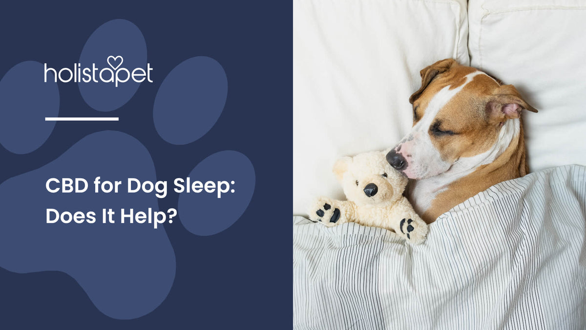 CBD for Dog Sleep (featured blog image by Holistapet) shows a brown dog sleeping on a bed with a teddy bear