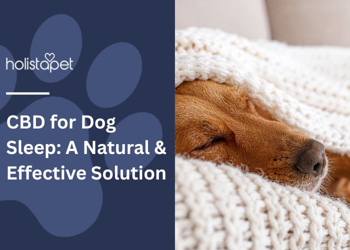 CBD for Dog Sleep  Featured Blog Image by Holistapet. Shows a do sleeping soundly under a white knitted sheet.
