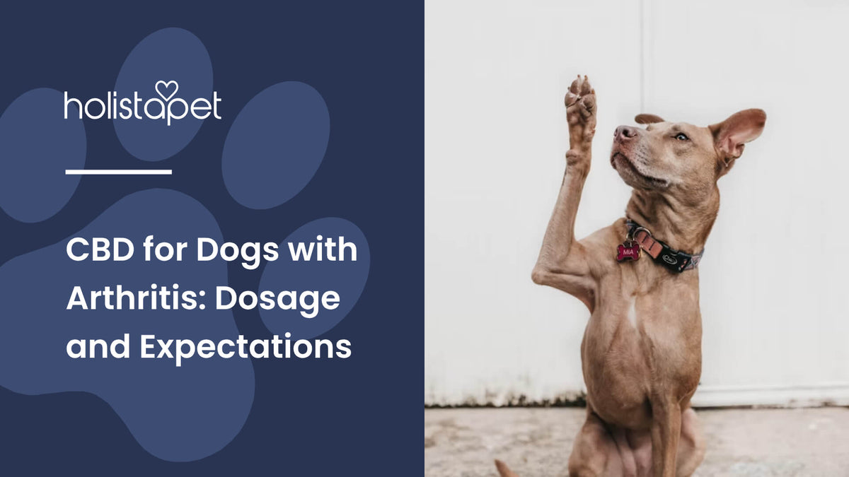 CBD for Dogs with Arthritis (featured blog image by Holistapet) shows a brown dog raising its paw