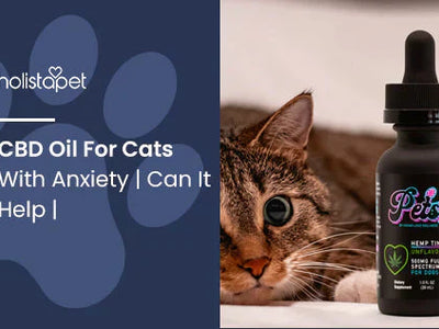 CBD Oil For Cats With Anxiety | Can It Help |