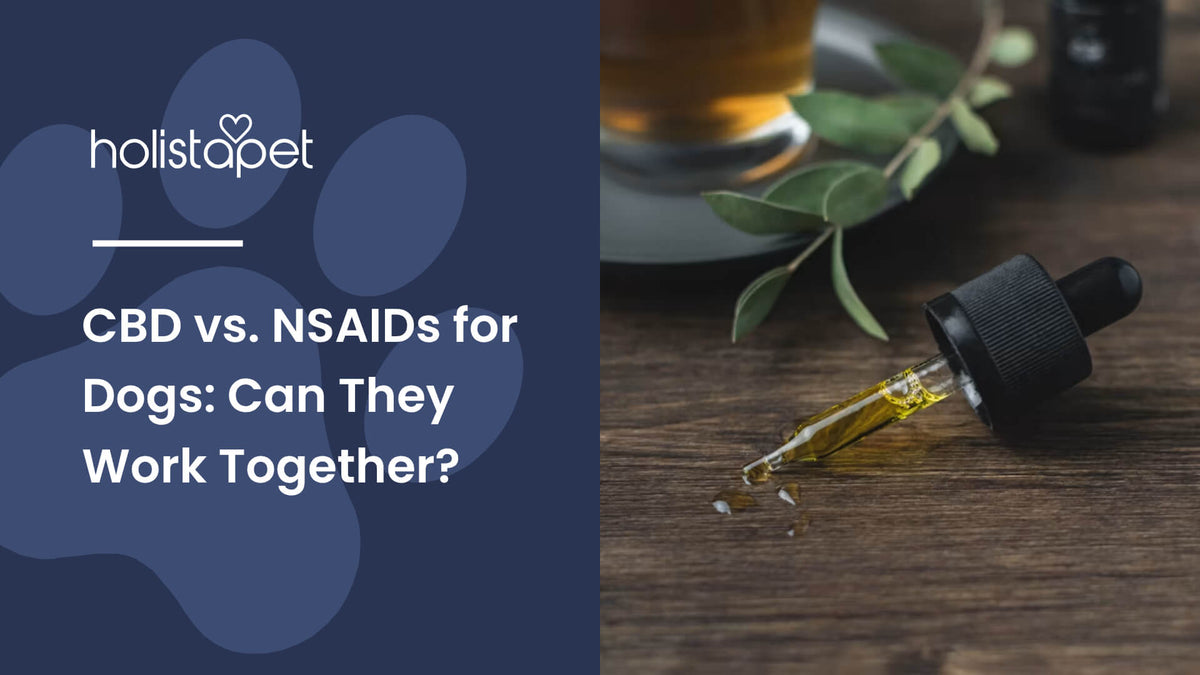 CBD vs. NSAIDs for Dogs (featured blog image by Holistapet) shows a CBD oil dropper on a wooden surface