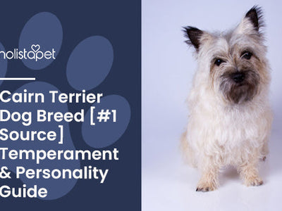Cairn Terrier Dog Breed [#1 Source] Temperament & Personality Guide