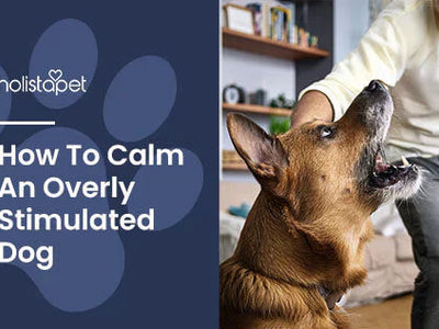 How To Calm an Overstimulated Dog [Top Calming Suggestions]