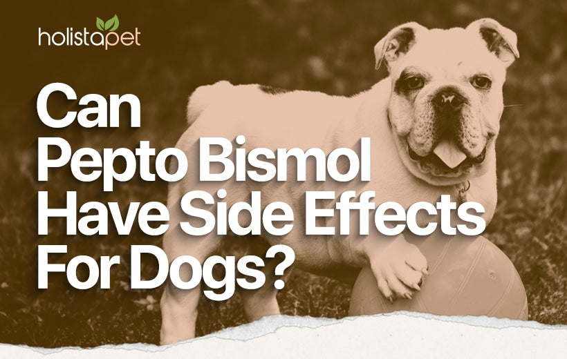 Can I Give My Dog Pepto Bismol? Click Here And Find Out!