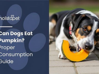 Can Dogs Eat Pumpkin? Proper Consumption Guide