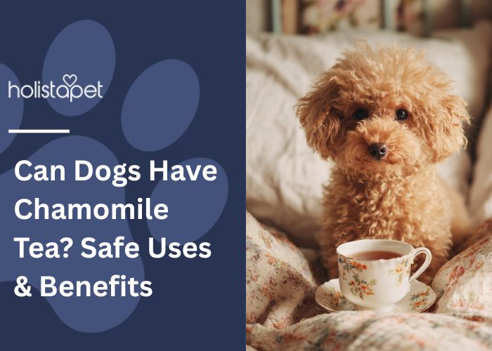 Can Dogs Have Chamomile Tea Featured blog Image by Holistapet. Shows a golden doodle puppy sittine near a cup of chamomile tea on a blanket