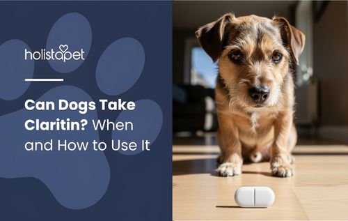 Can Dogs Take Claritin — a small terrier mix dog sits on a wooden floor looking at a white pill.