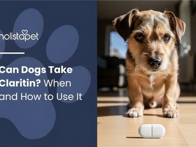 Can Dogs Take Claritin? When and How to Use It