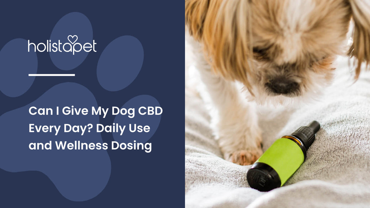 can I give my dog CBD every day (featured blog image by Holistapet) shows a small dog looking at a CBD oil bottle on a bed