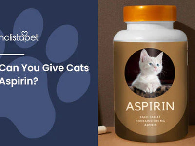 Can You Give Cats Aspirin? The Answer May Surprise You!