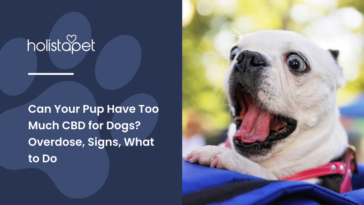 Can Your Pup Have Too Much CBD for Dogs (featured blog image by Holistapet) shows a white dog looking shocked