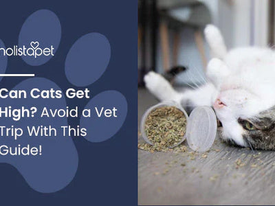 Can Cats Get High? Avoid a Vet Trip With This Guide!