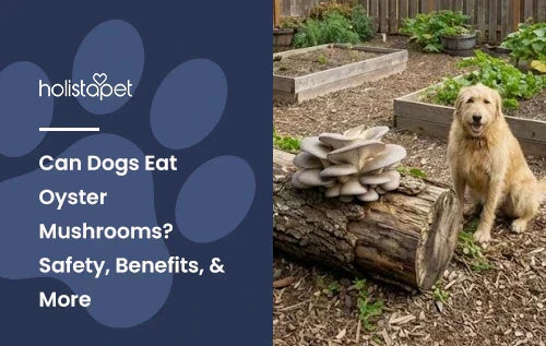 A dog sitting next to a log with oyster mushrooms growing on it.
