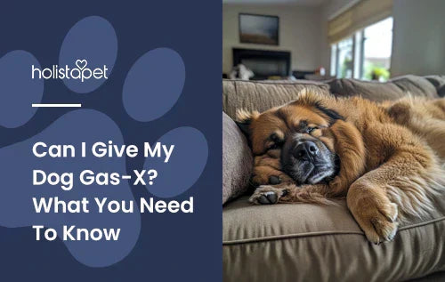 A big brown dog with a bloated looking stomach with the title "Can I give my dog Gas-X".