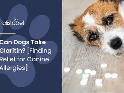 Can Dogs Take Claritin? [Finding Relief for Canine Allergies]