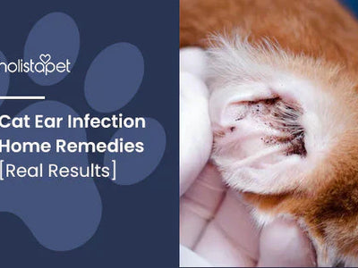 Cat Ear Infection Home Remedies [Real Results]
