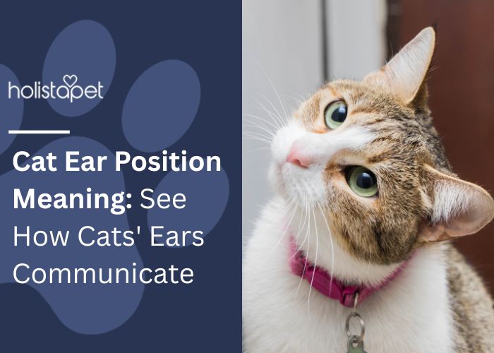 Cat Ear Position Meaning Feature Image by holistapet