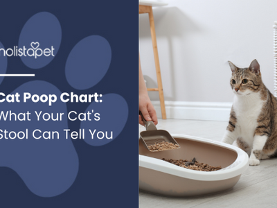 Cat Poop Chart: What Your Cat's Stool Can Tell You