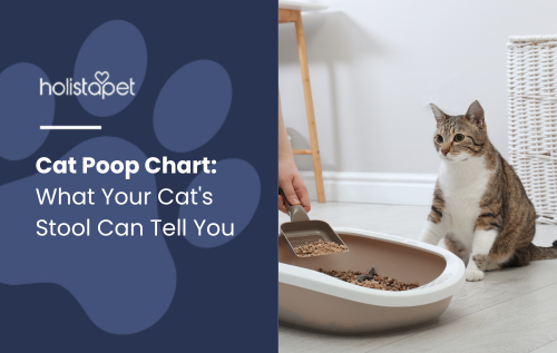 A cat sitting near a litter box while a person scoops cat litter. Text overlay reads: "Cat Poop Chart: What Your Cat’s Stool Can Tell You.