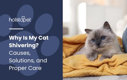 A fluffy blue-eyed cat shivering slightly lies on a bright yellow blanket next to a compact grey portable heater, its fur puffed as it tries to stay warm.