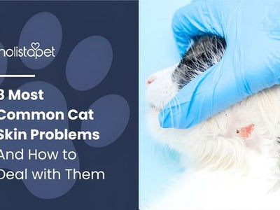 8 Most Common Cat Skin Problems And How to Deal with Them
