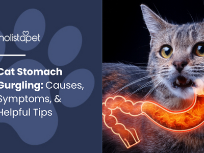 Cat Stomach Gurgling: Causes, Symptoms, & Helpful Tips